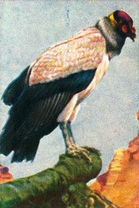 King Vulture, c. 1928