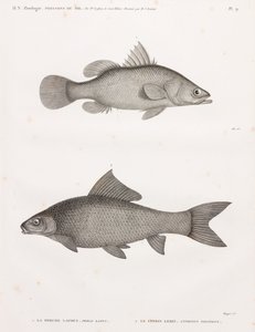 Latous Perch and Lebis Cyprinid by Unbekannt