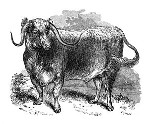 Lancashire ox, specimen of the long horned breeds, 1848 by Unbekannt
