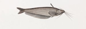 The Silure Oudnei, Close-Up by Unbekannt