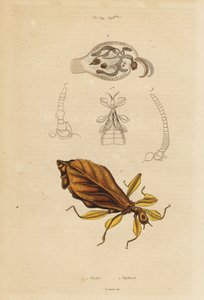 Leaf Insect and Nudibranch by Unbekannt