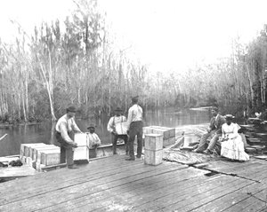 Loading Oranges on the Ocklawaha River, Florida, USA