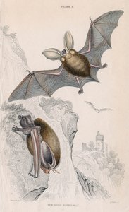 Long-Eared Bat Plectorus Auritus by Unbekannt