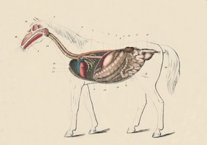 Longitudinal Section of the Horse, c1879 by Unbekannt
