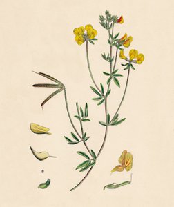 Lotus tenius. Slender Birds-foot Trefoil