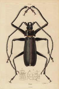 Macrotoma hayesii beetle by Unbekannt