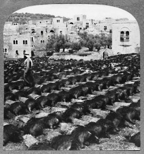 Making Wine Bottles, Hebron