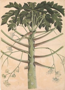 Male Papaya Tree