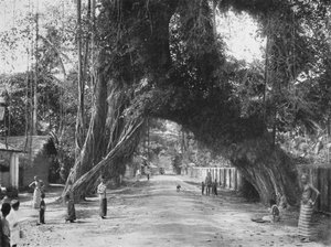Picturesque Old Fig Tree Ficus indica on the Colombo-Galle Road near Kalutara by Unbekannt
