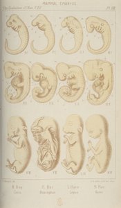 Mammal Embryos by Unbekannt