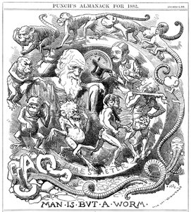 Man is but a Worm, cartoon from Punch showing evolution from worm to man