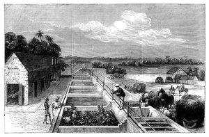 Manufacturing indigo in Tirhoot Muzaffarpur, Lower Bengal, 1869 by Unbekannt