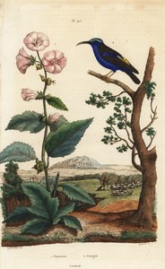 Marshmallow, Althaea officinalis, and purple honeycreeper, Cyanerpes caeruleus