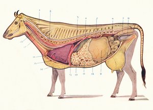 Median section of a cow, showing principal organs of digestion, etc
