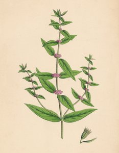 Mentha Gracilis, var. Genuina. Slender Mint, 19th Century
