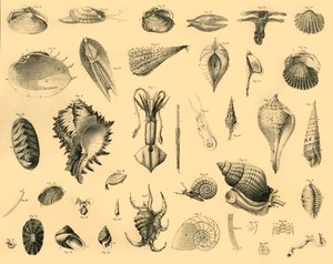 Mollusca by Unbekannt