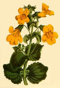 Monkey-Flower by Unbekannt