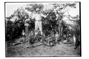 Monkeys, c.1910