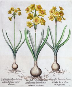 Narcissus by Unbekannt