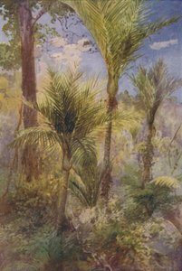 New Zealand Forest by Unbekannt