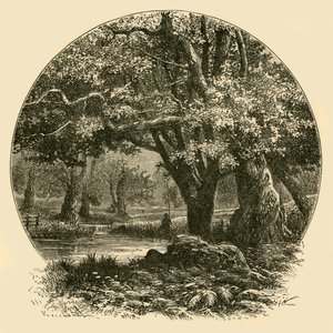 Oaks at Bradgate