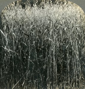 Oats Growing, Pennsylvania, USA