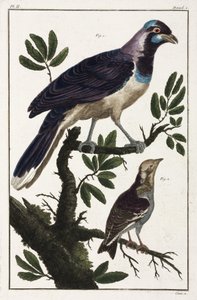 Tropical birds: Cayenne jackdaw and Moluccan cotinga by Unbekannt