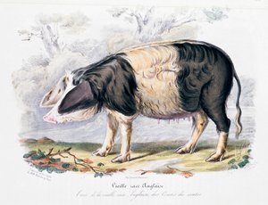 Old English Breed of Pig