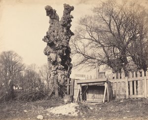Old Tree near Chatham by Unbekannt