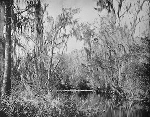 On Governors Creek, Ocklawaha River, Florida