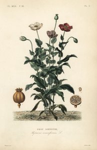 Opium poppy