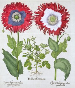 Ornamental Poppies by Unbekannt