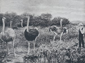 Ostriches by Unbekannt