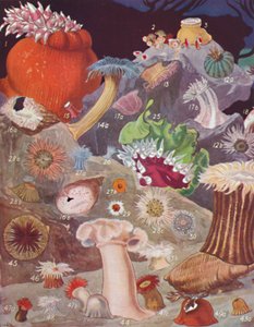 Over Fifty Varieties of Sea Anemones