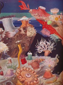 Over Fifty Varieties of Sea Anemones, 1935
