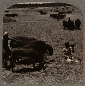 Oxen Treading Corn, c1900 by Unbekannt