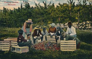 Packing Onions, Bermuda, Early 20th Century