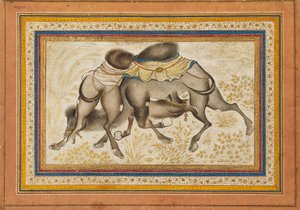 Page from a dispersed muraqqa‘, or album, depicting two camels fighting, painting c1675 by Unbekannt