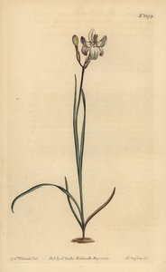 Painted flowered ixia
