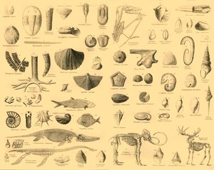 Palaeontology by Unbekannt