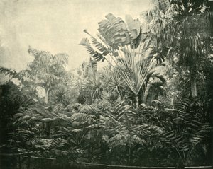 Palm and Fern Island, Botanic Gardens, Brisbane