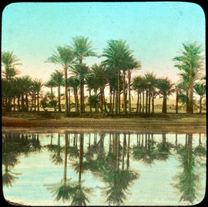 Palm trees reflected in water, India, late 19th or early 20th century