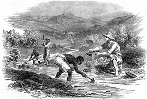 Panning for Gold During the Californian Gold Rush of 1849 by Unbekannt
