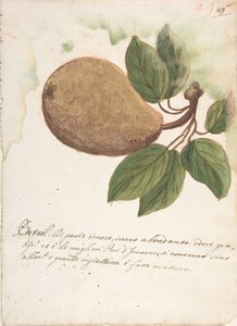 Pear