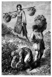 Peasants gathering roses in Roumelia, c1890 by Unbekannt