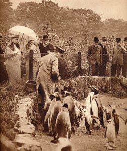 Penguins on Parade for the King, 1934-1935