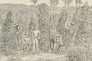 Pepper Plantation by Unbekannt