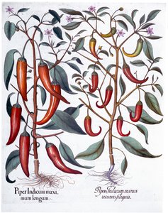 Peppers