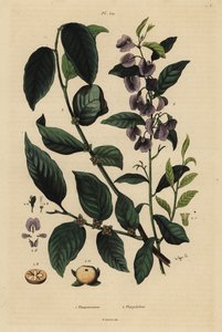 Persimmon, Dospyros kaki, and tree hovea or karri blue bush, Hovea elliptica Platychilum celsianum