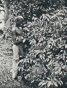 Picking Coffee
